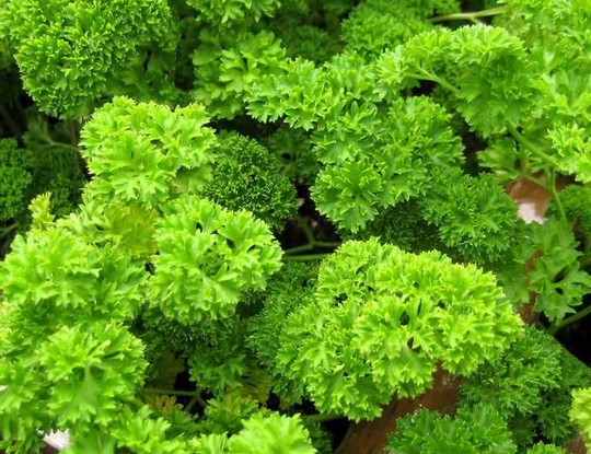 Afrodite Parsley Petroselinum seed